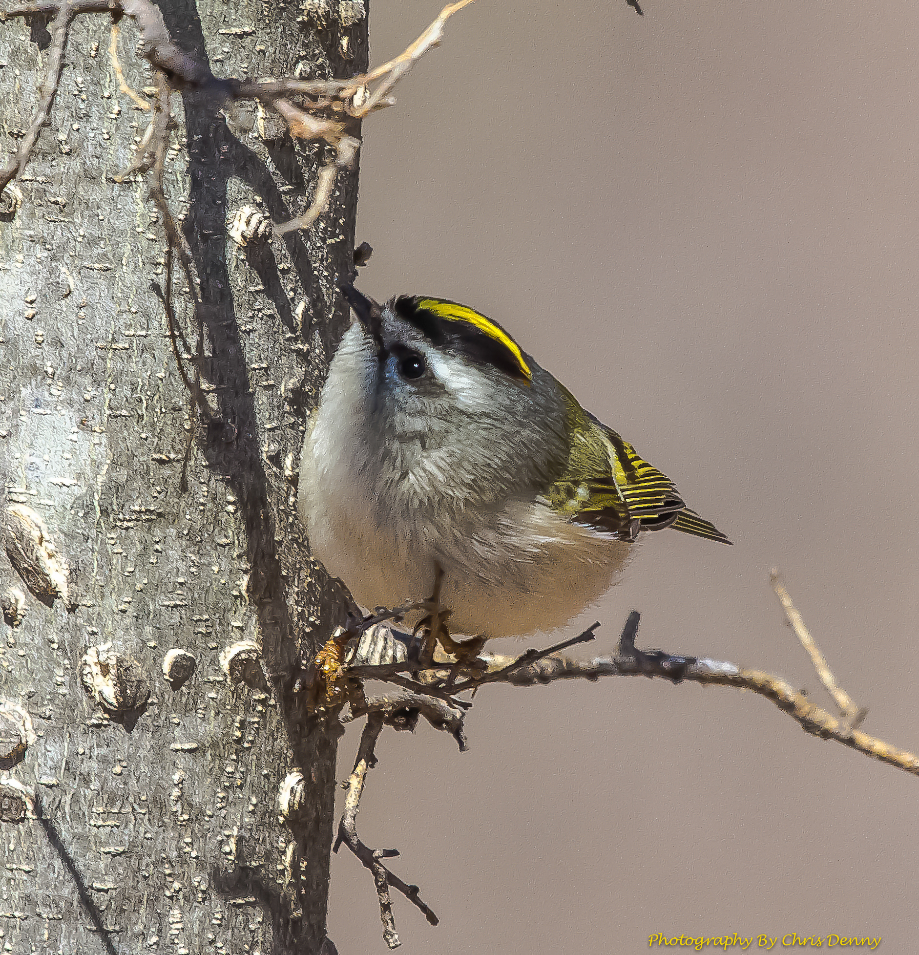 Golden-Crowned Kinglet