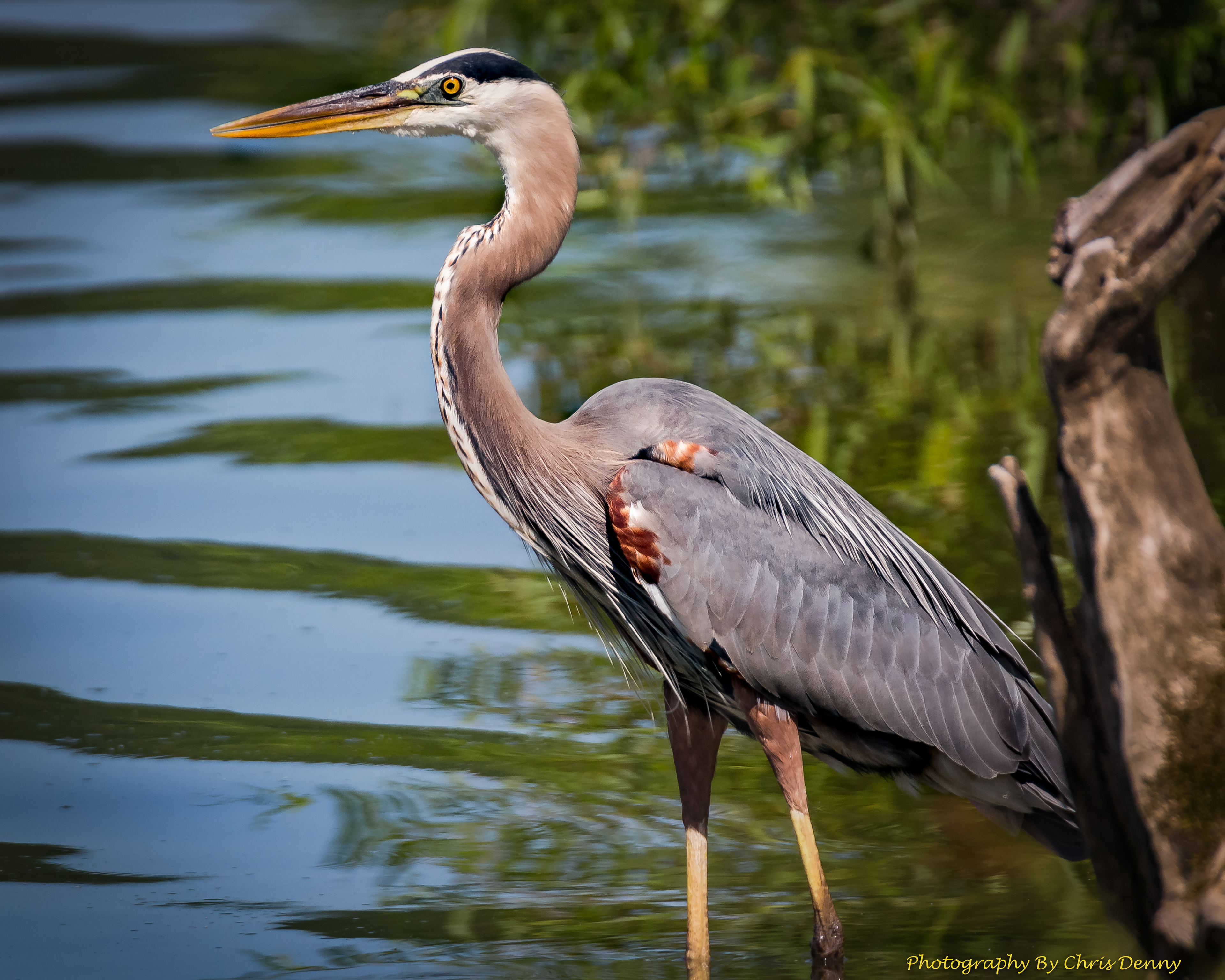 Great Blue Heron