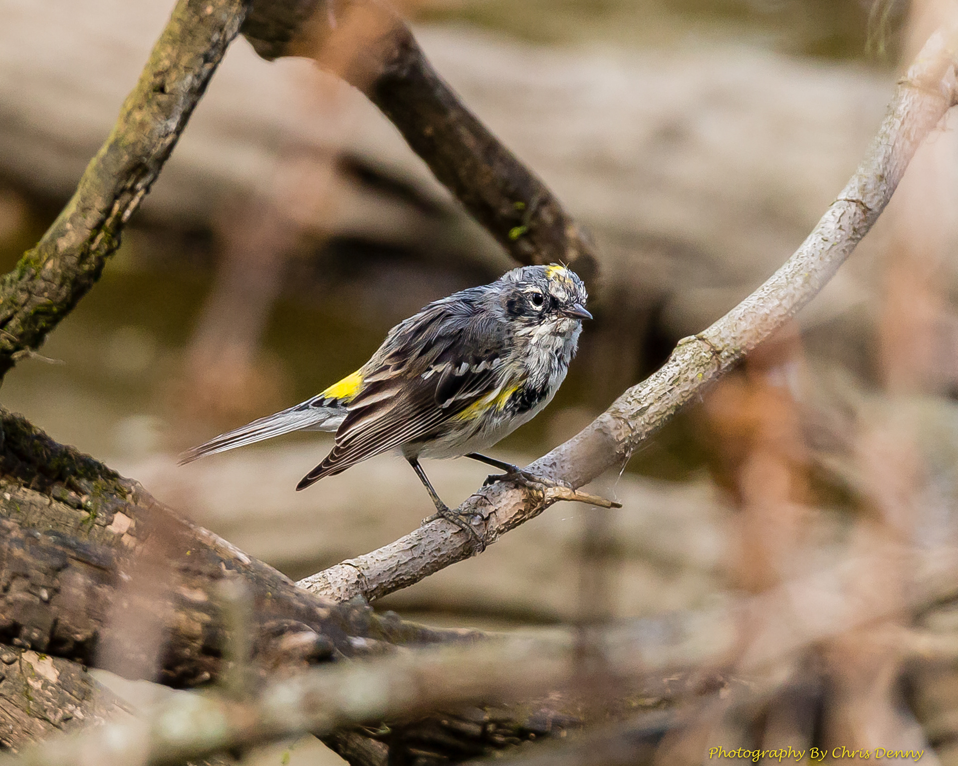 Yellow-rumped Warbler