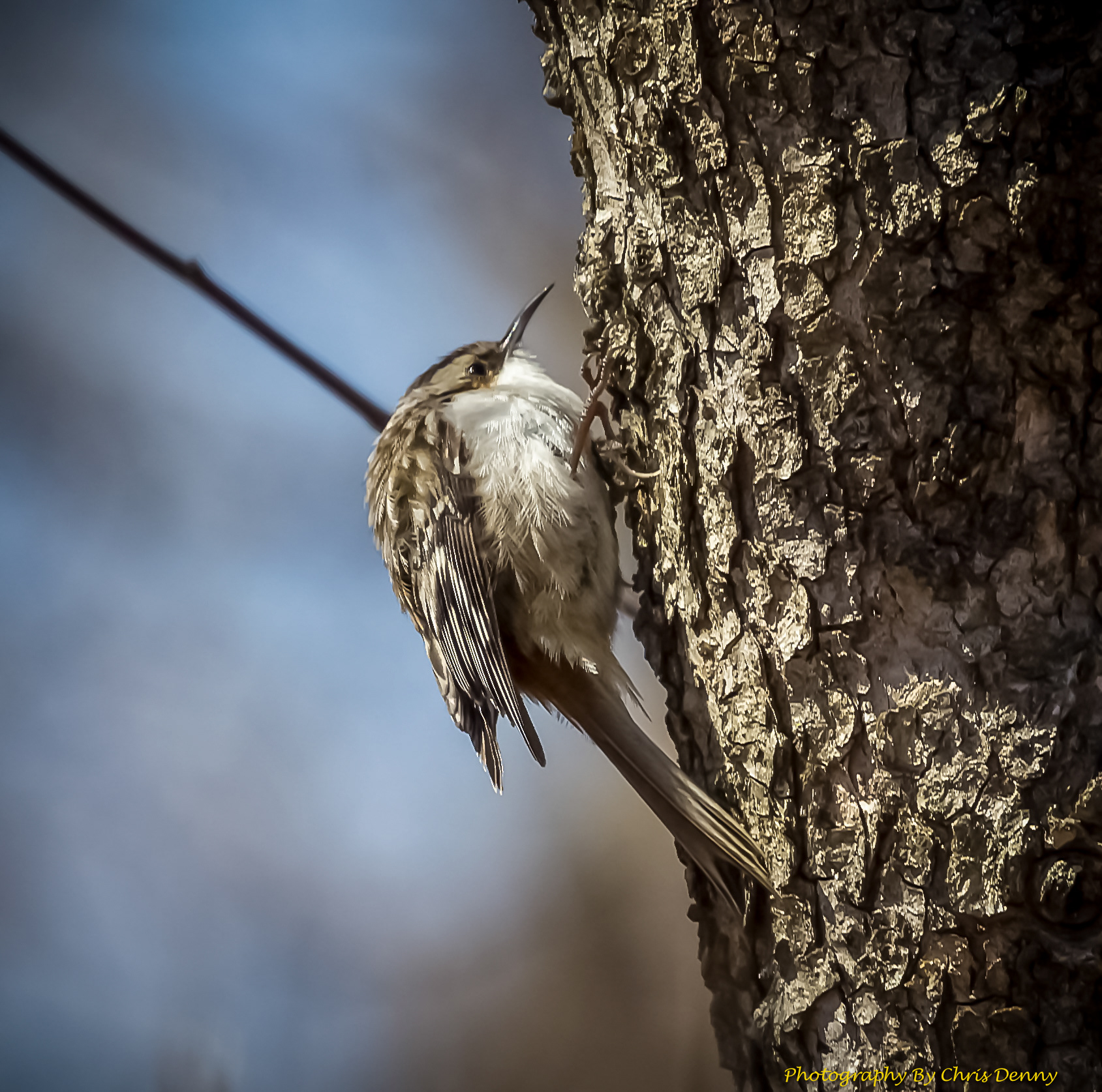 Brown Creeper
