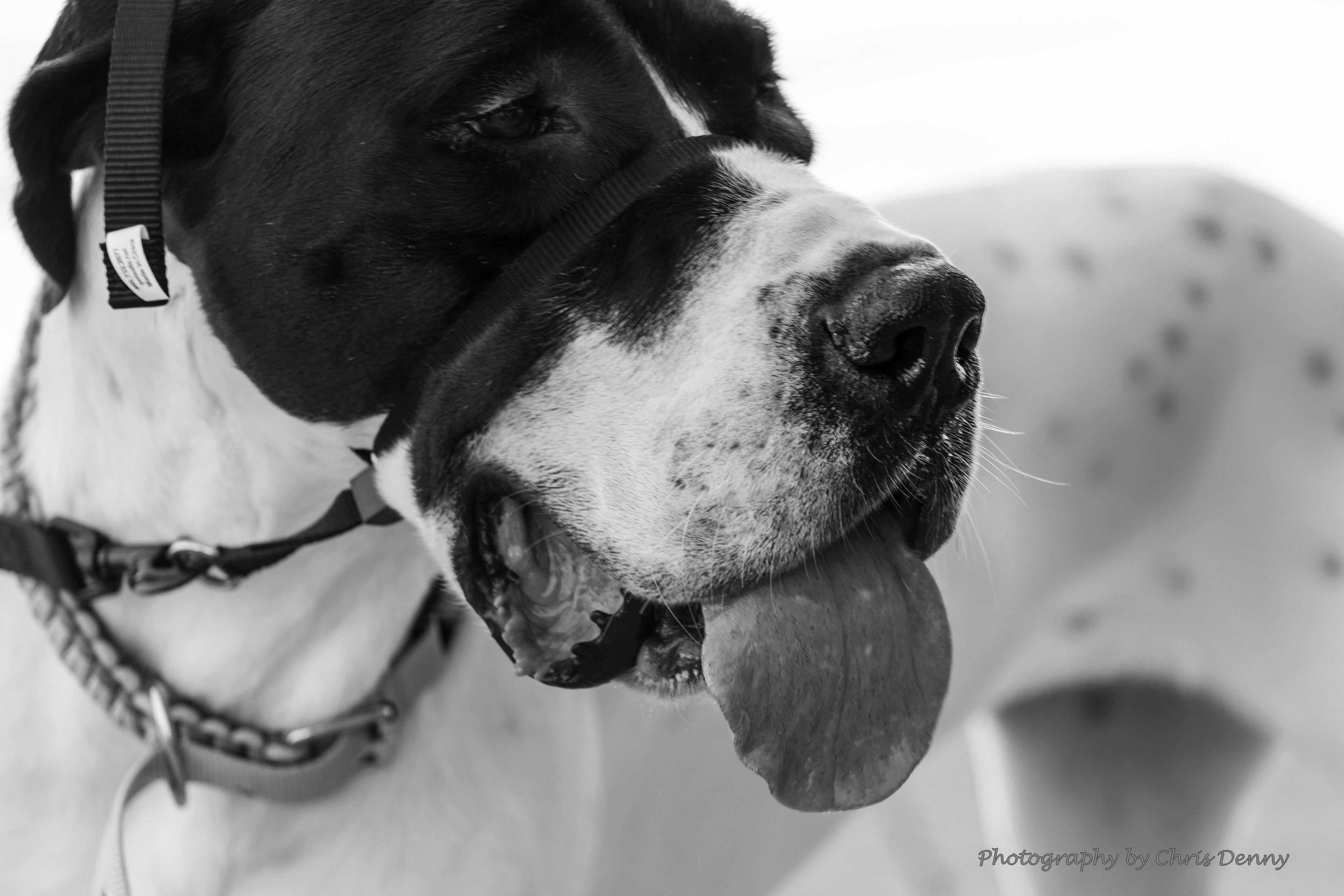 Great Dane