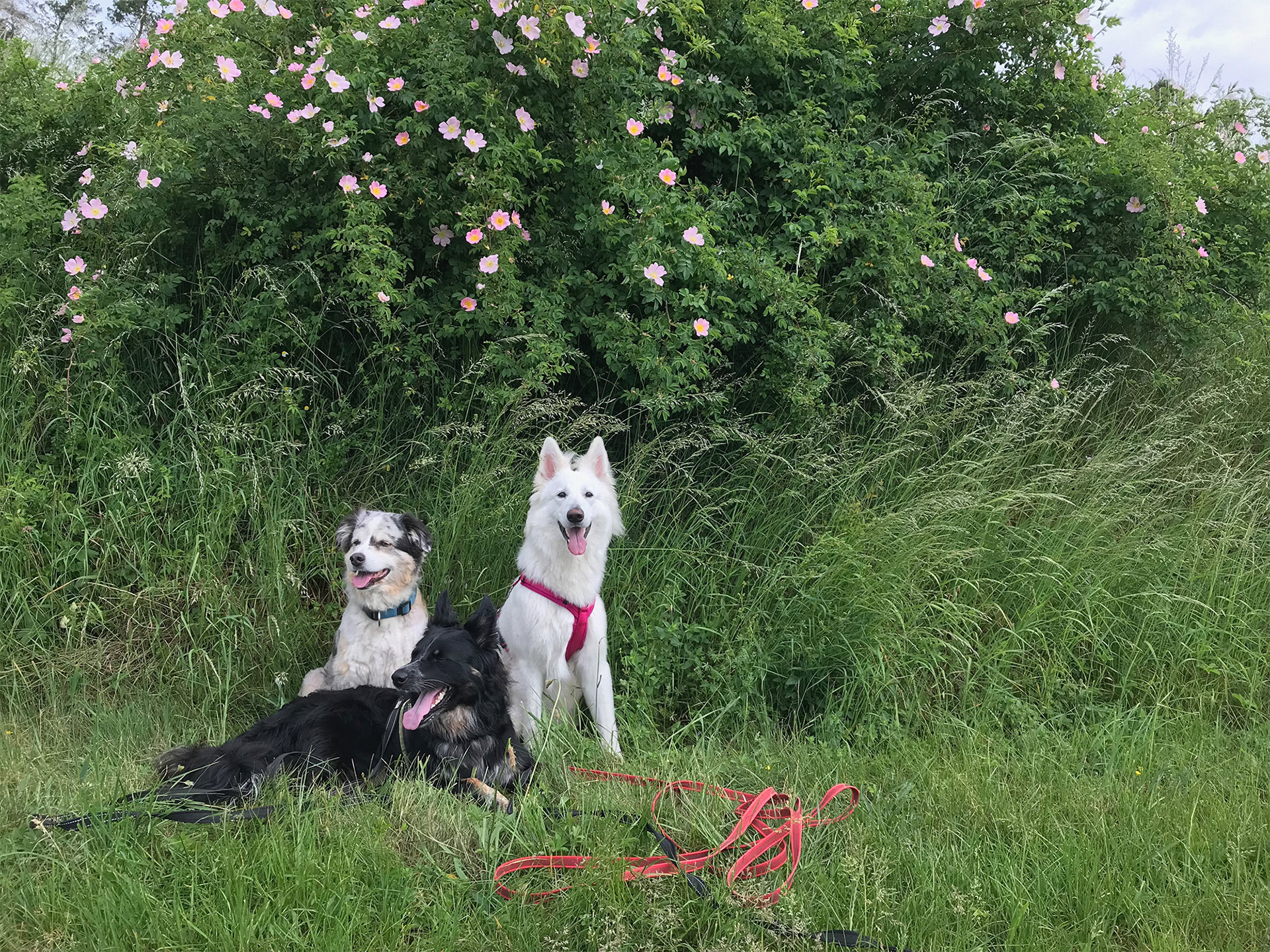 Spaziergang mit Gasthund Lisa
