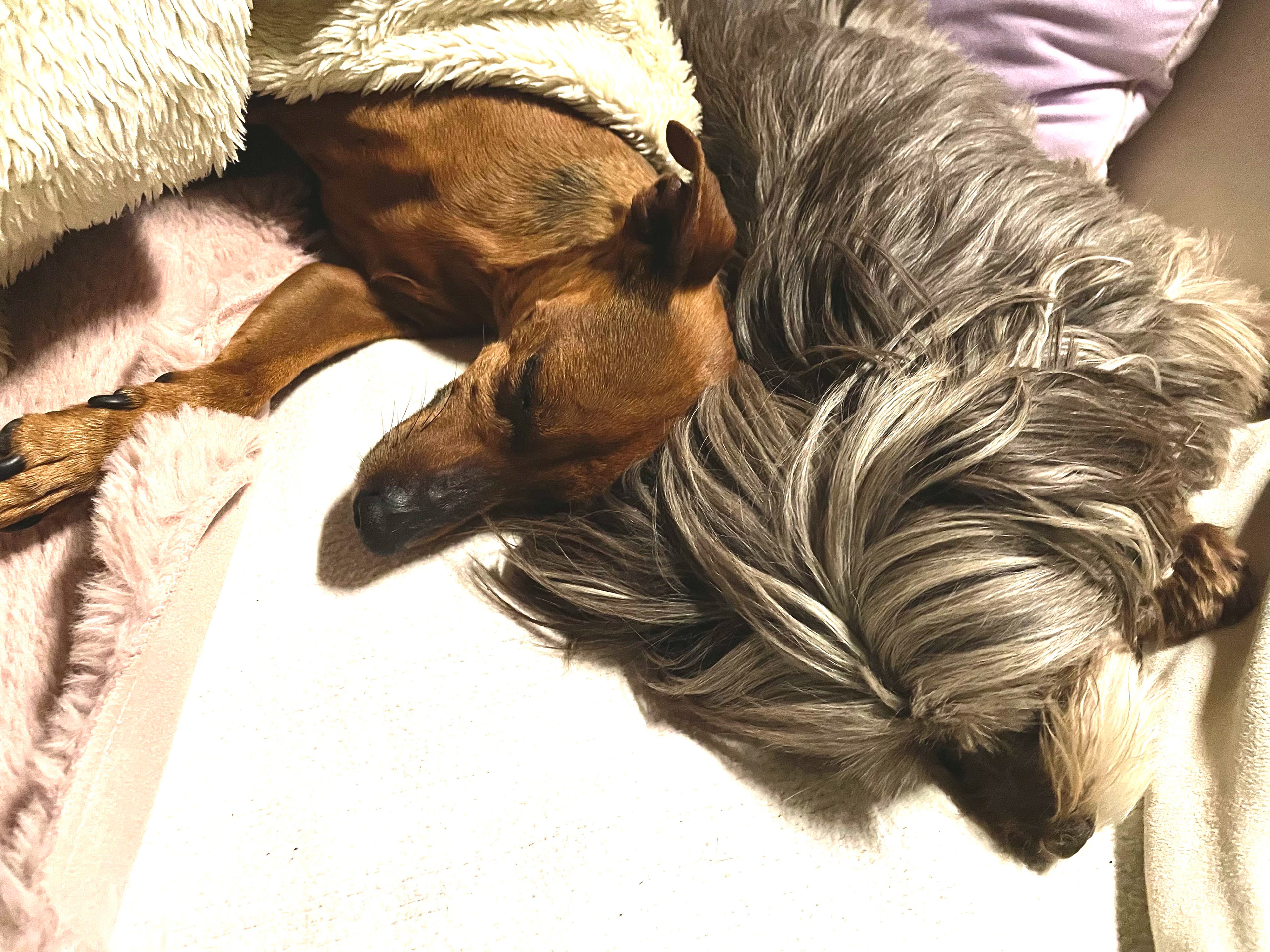 Zufälliges kuscheln