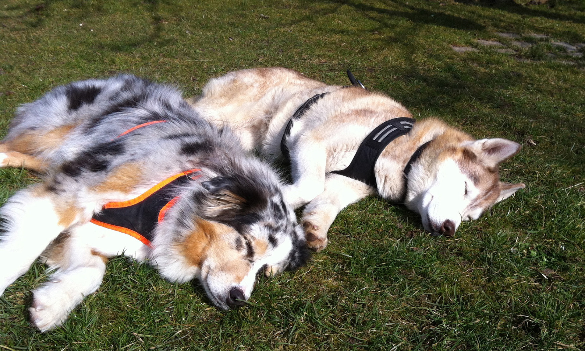 Synchronschlafen, Dandy und Fae