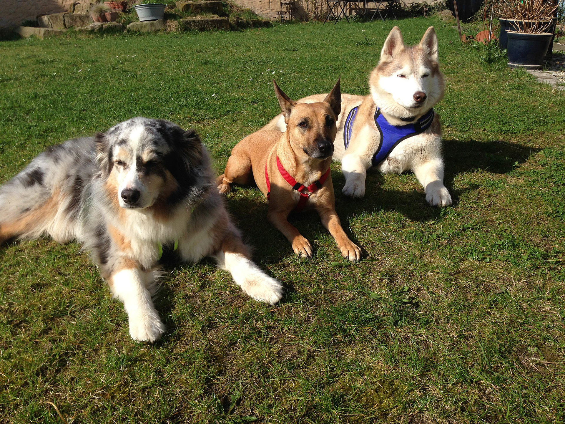 Dandy, Chichi (Gasthund) und Fae