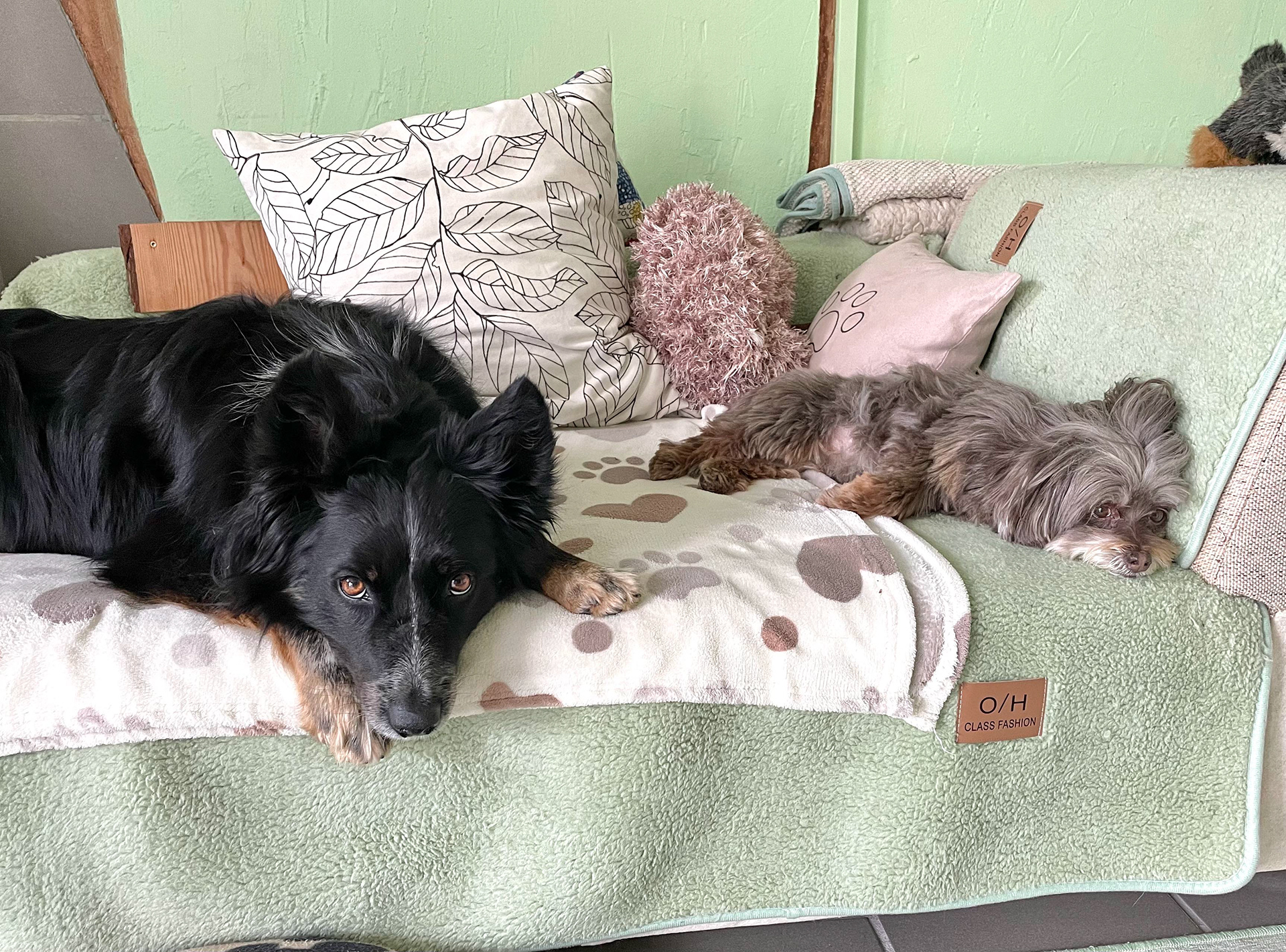 Momo und Roxy 