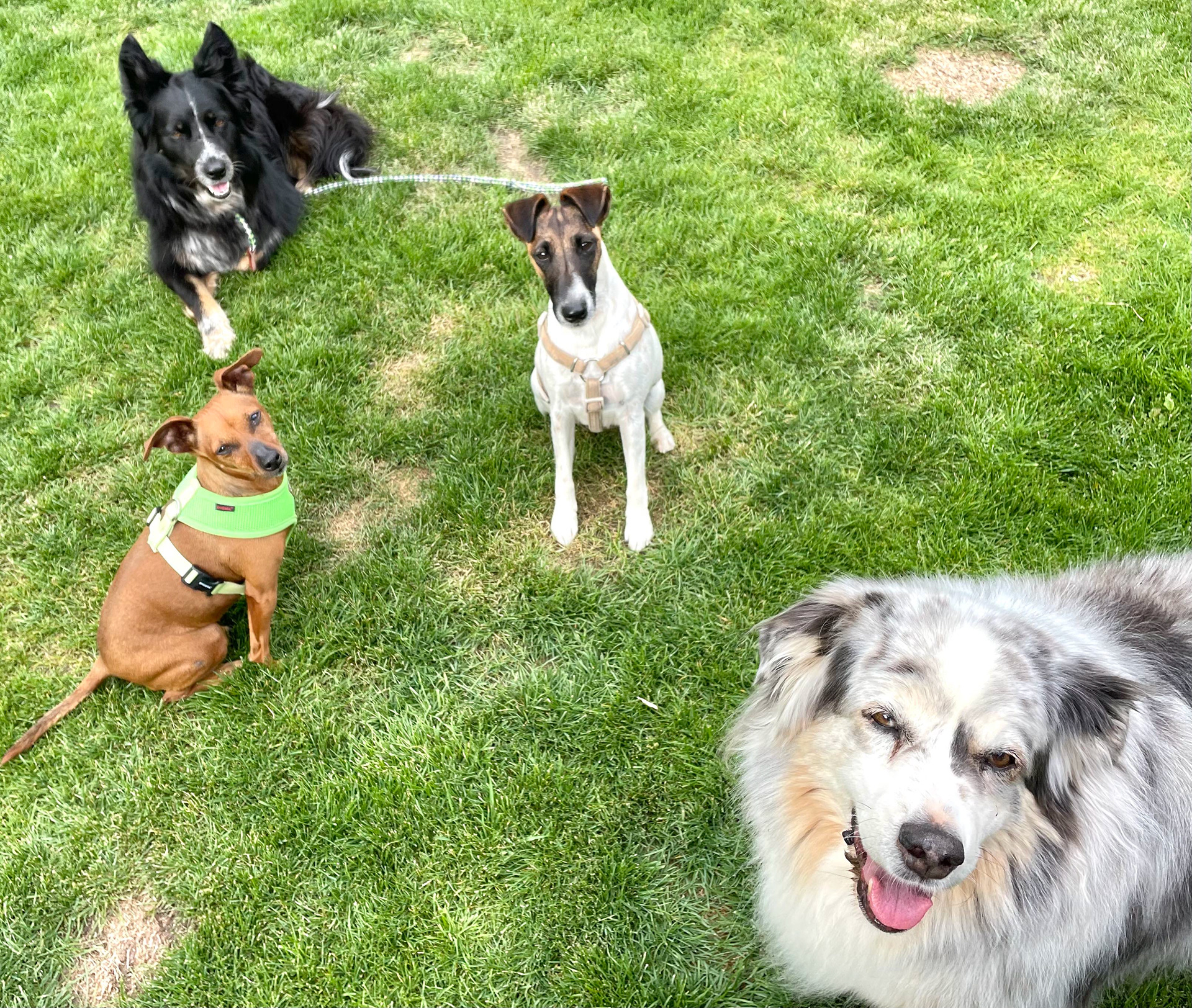 Sunny und Fanny mit Dandy und Momo im Garten