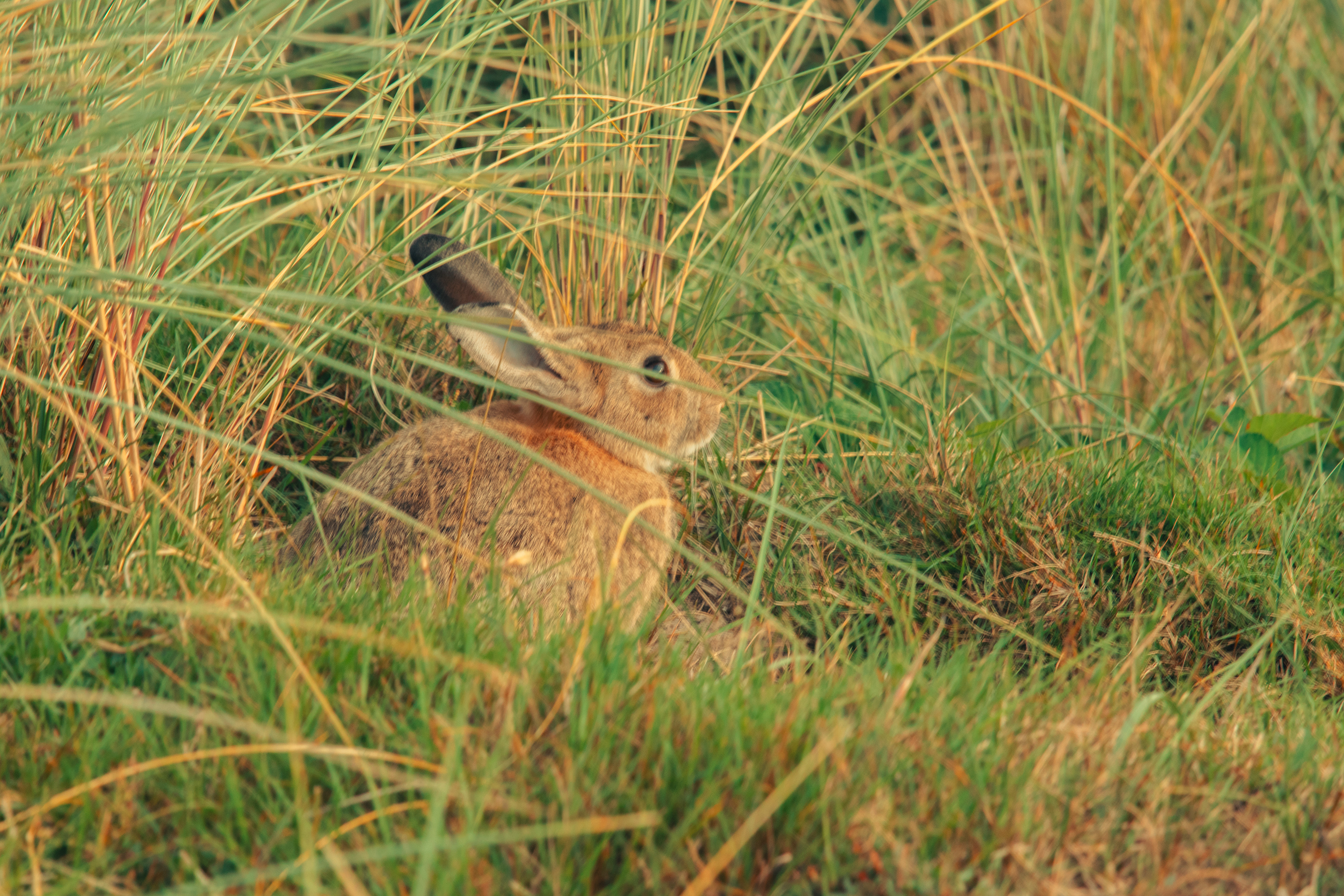 KONIJN IN DUINEN
