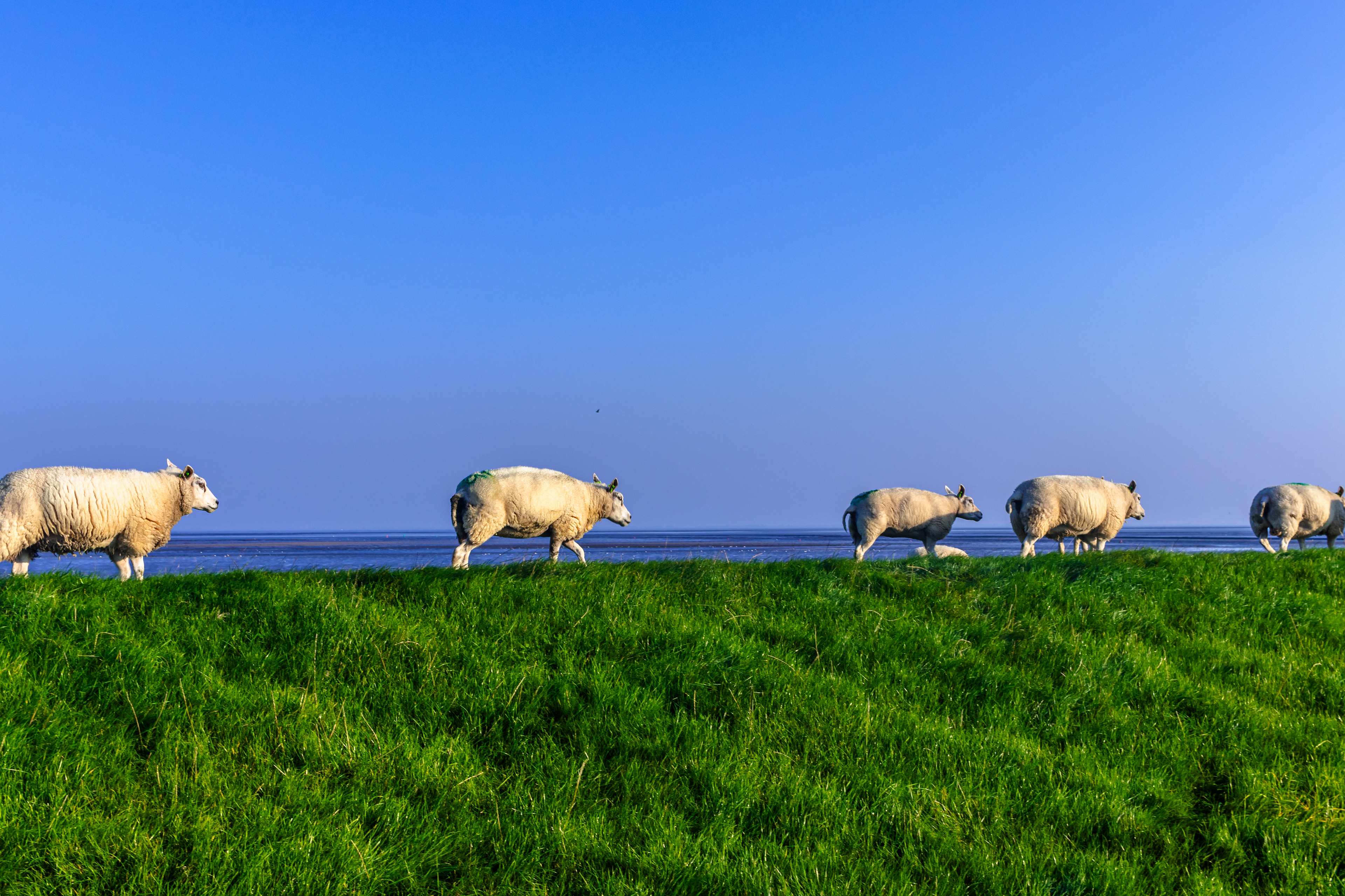 SCHAPEN OP DE DIJK