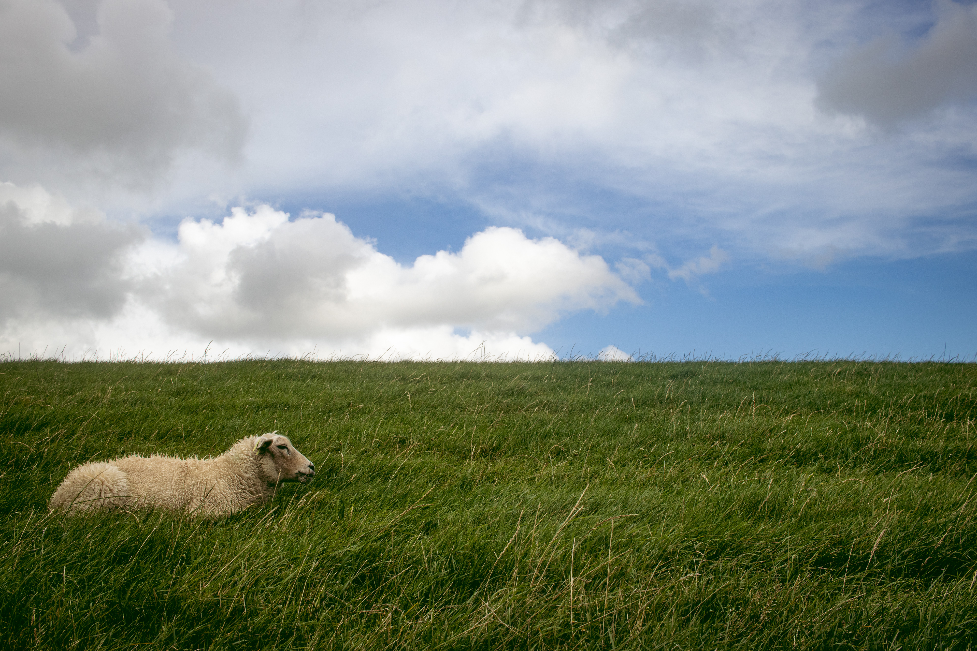 SCHAPEN OP DE DIJK