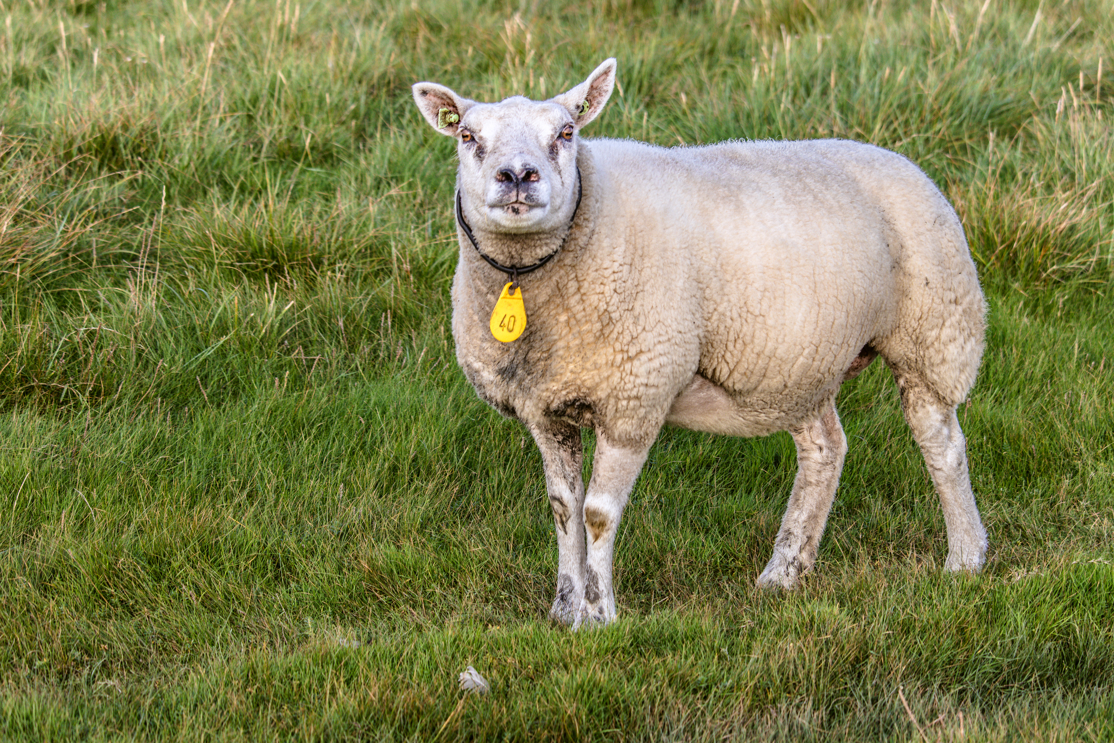 SCHAPEN OP DE DIJK