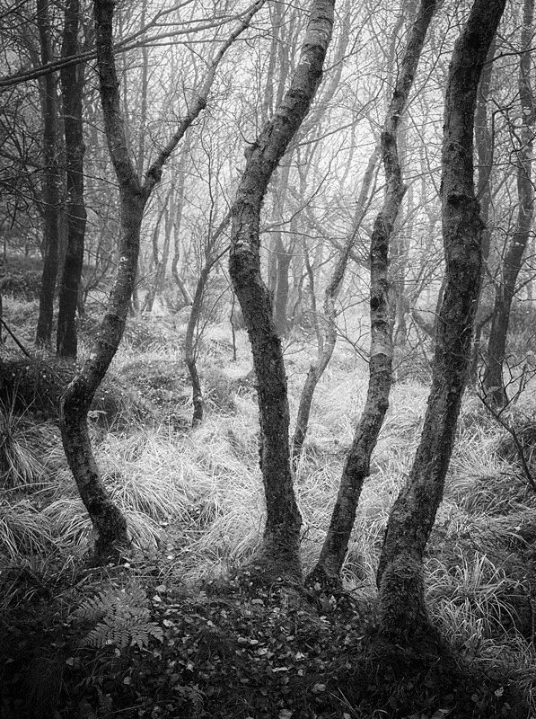 wonky wood