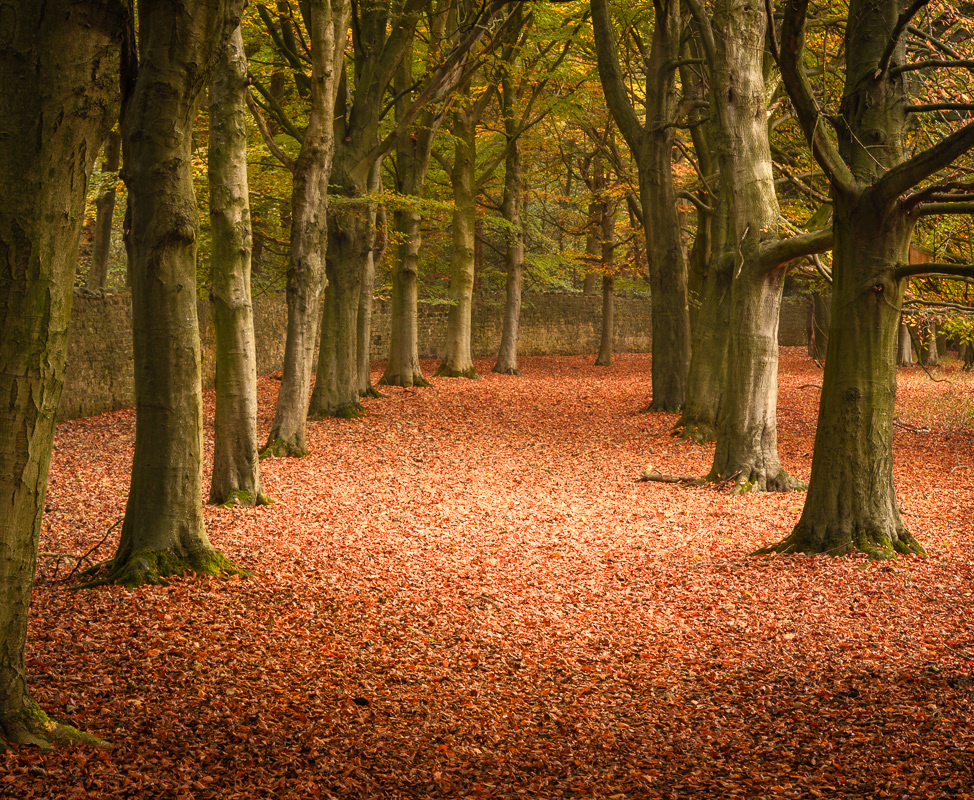 Autumn Carpet
