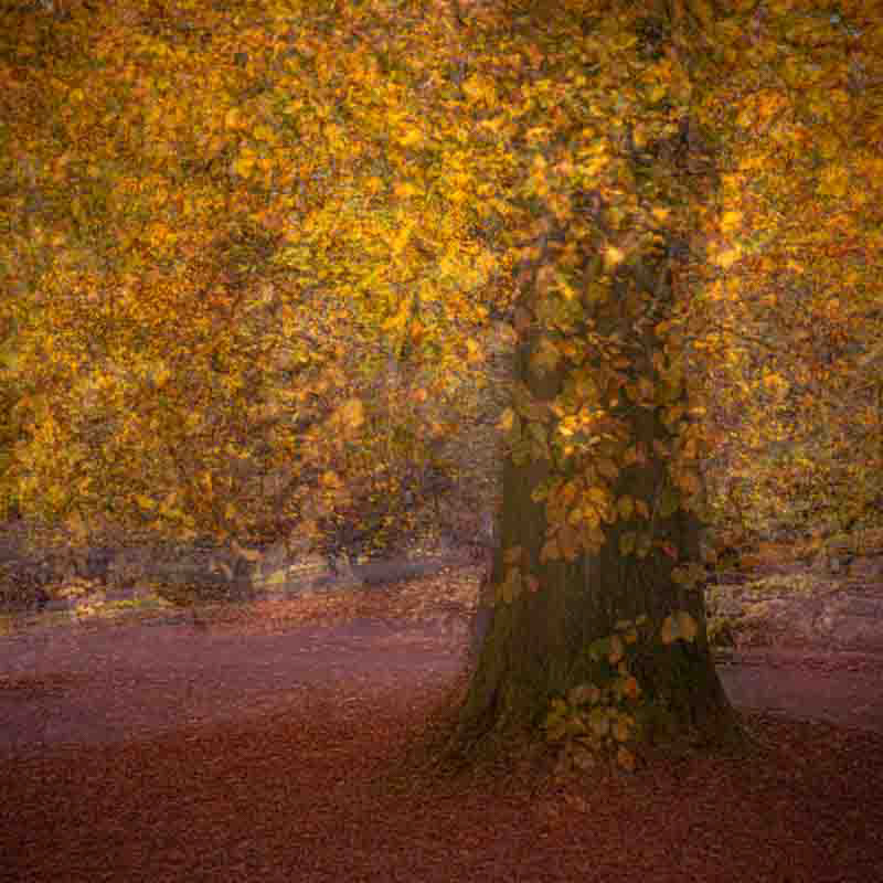 Autumn in the valley gardens