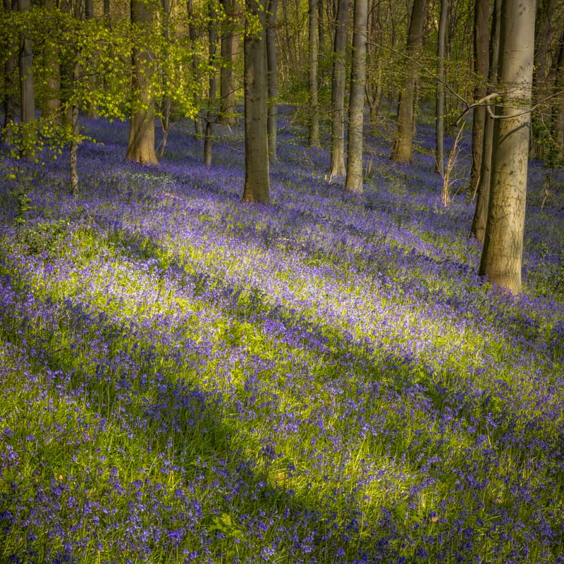 Bluebell shadows