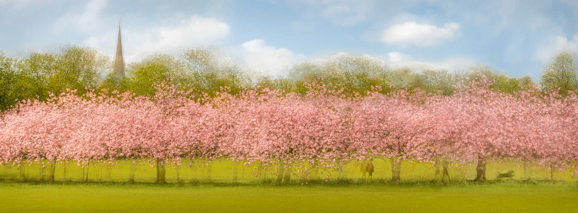 Stray blossom