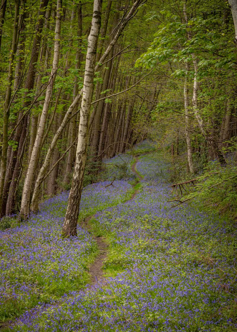 Bluebell path