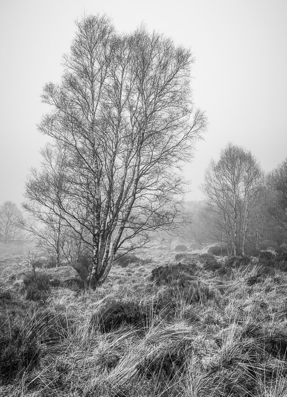 Birches