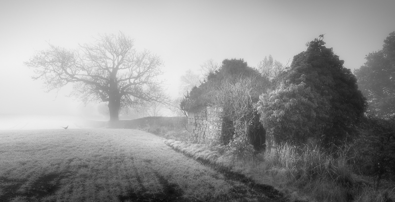 Early morning stroll mono