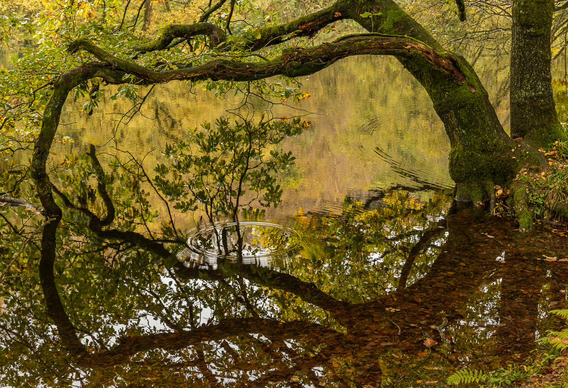 Tarn reflections II