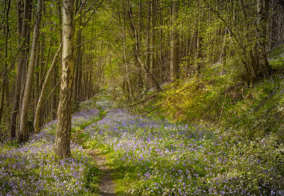 Bluebell path II