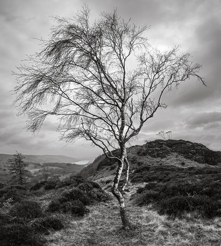 Lakeland Birch