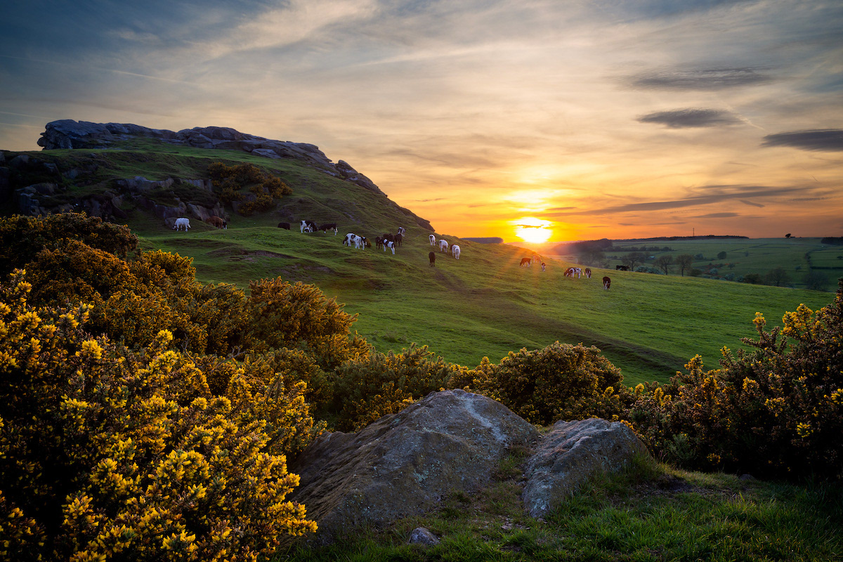 Sunset with Gorse