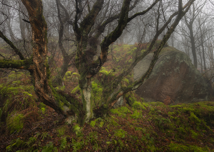 Old birch with boulder