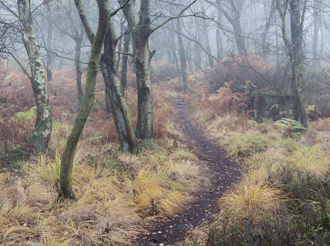 pathway into the mist