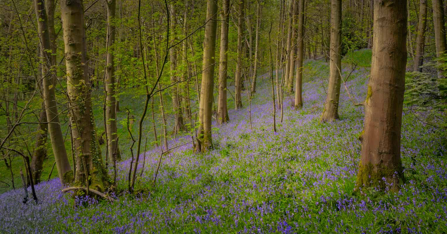 Bluebell alley