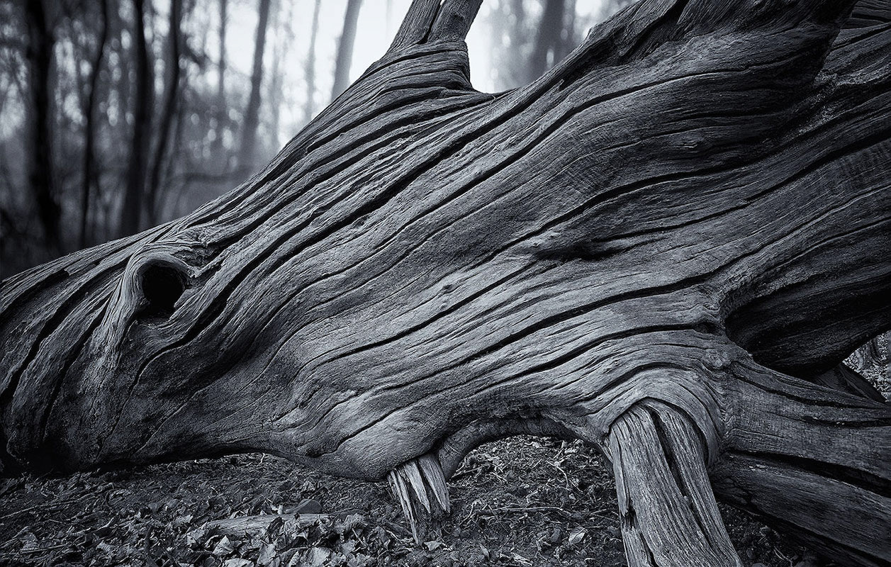 Last resting place of a giant