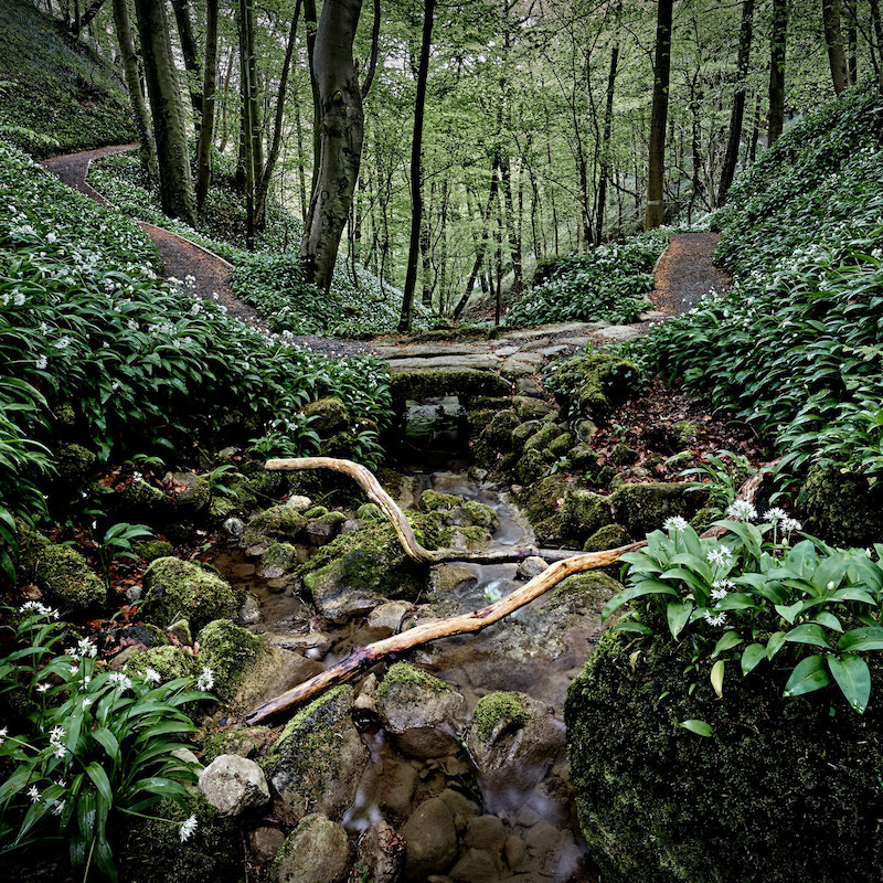 Wild Garlic Valley#1