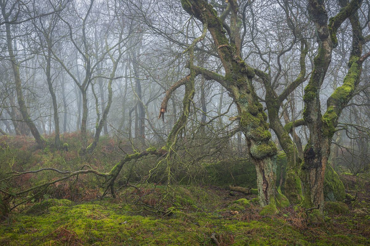 Old Birch