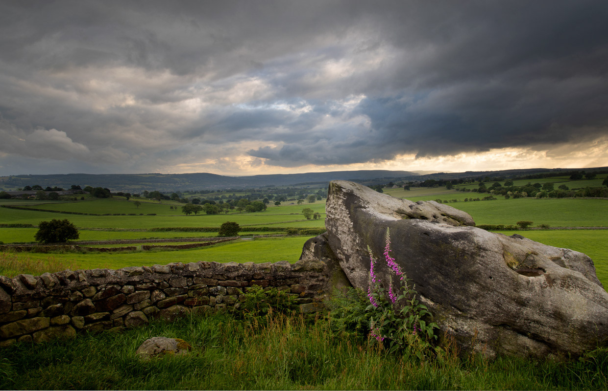 Almscliffe Foxgloves
