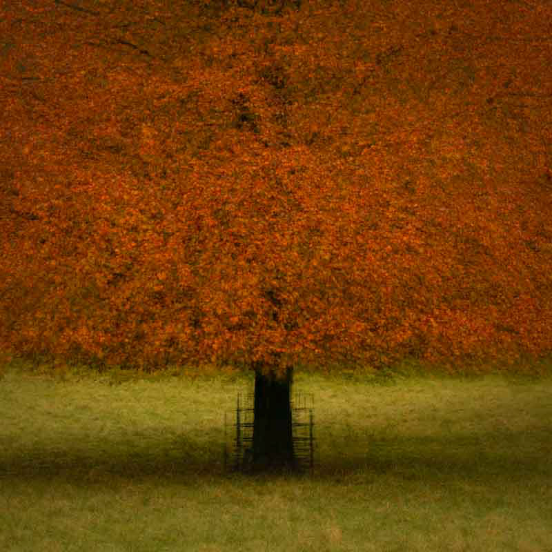 copper beech