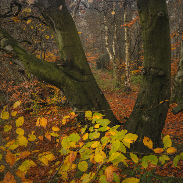 Autumn leaves