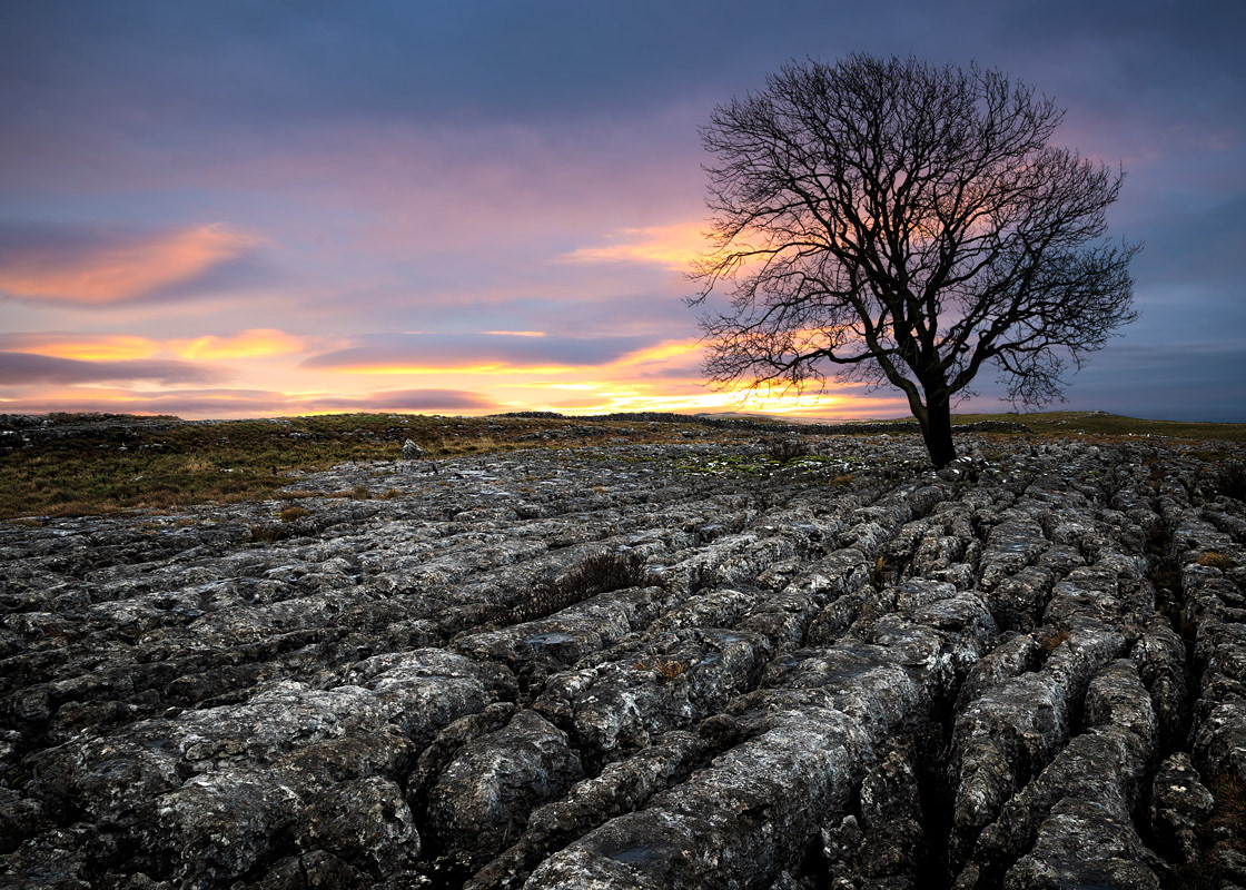 dawn at the lone tree, malham
