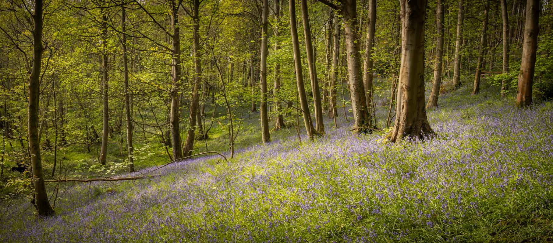 Bluebell meadow II
