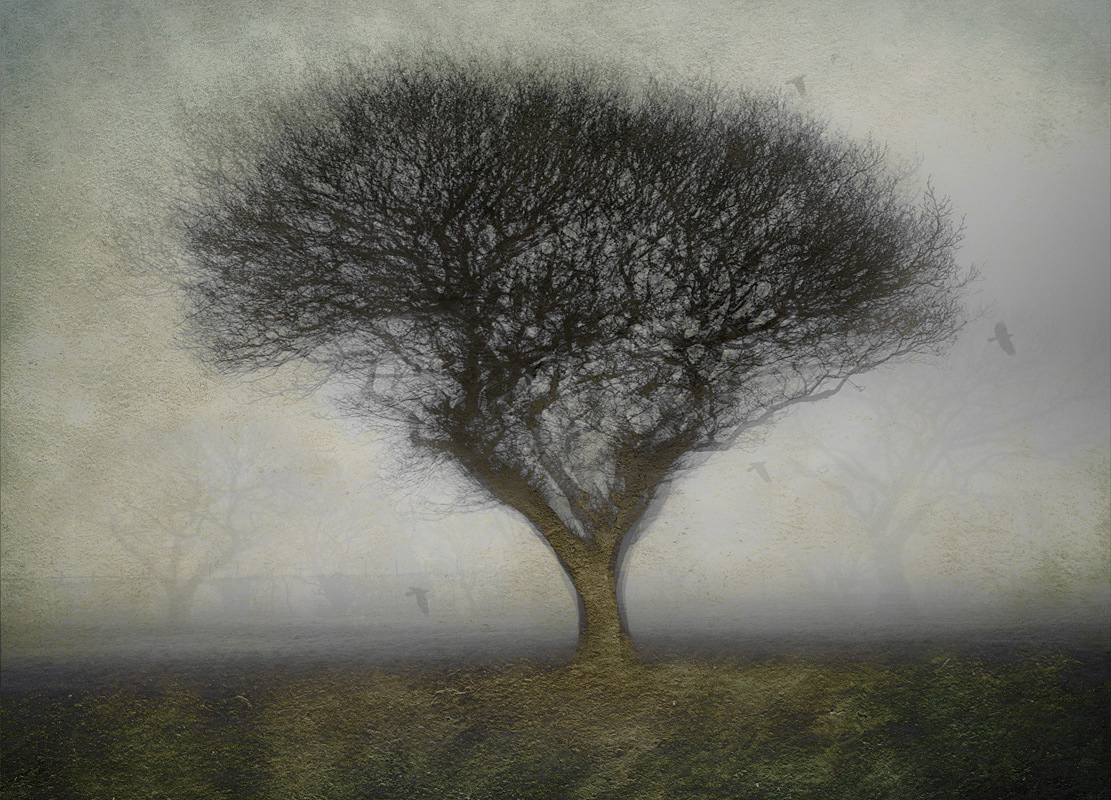 Trees in the Mist