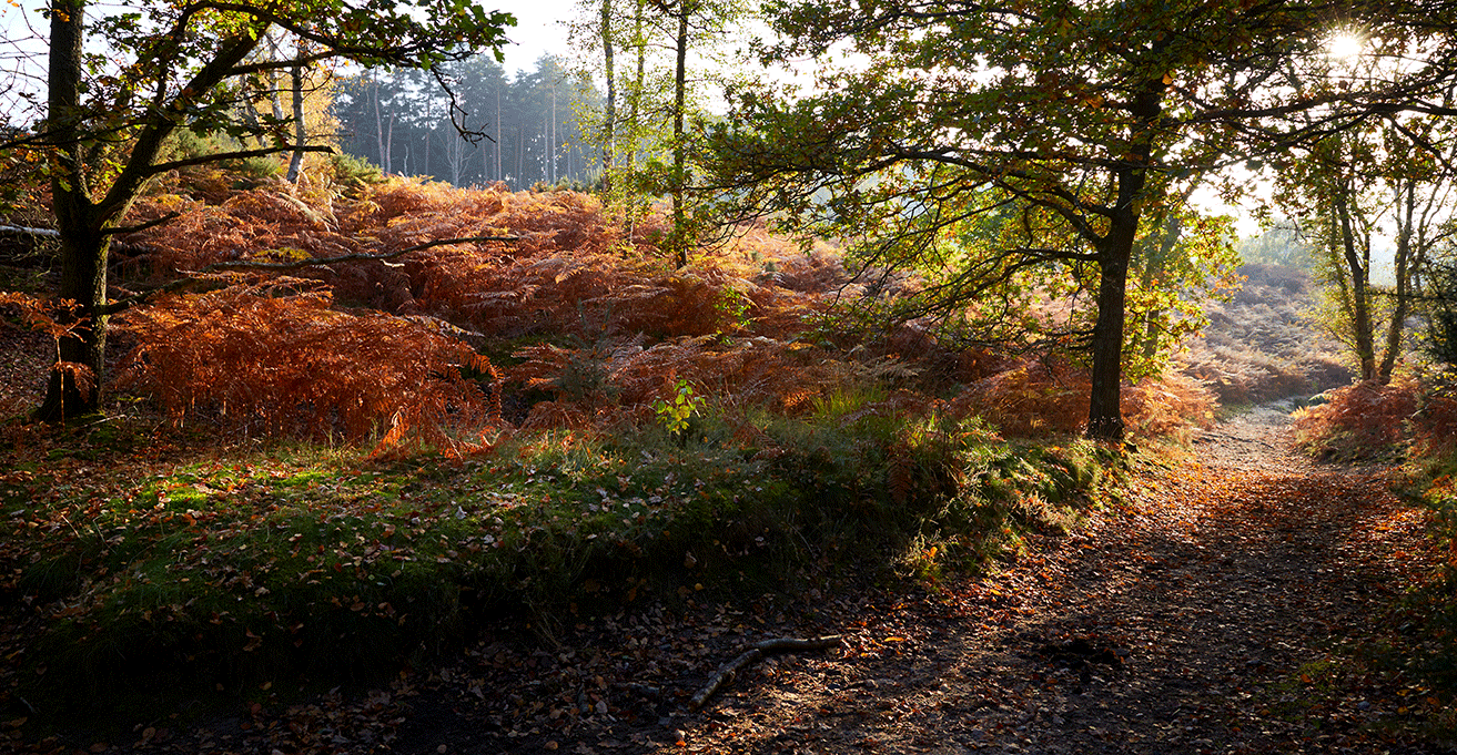 Frensham Common Bracken