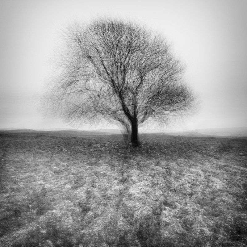 Lone Tree