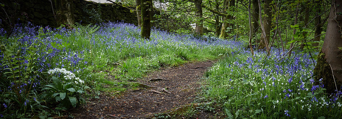Bluebell Path