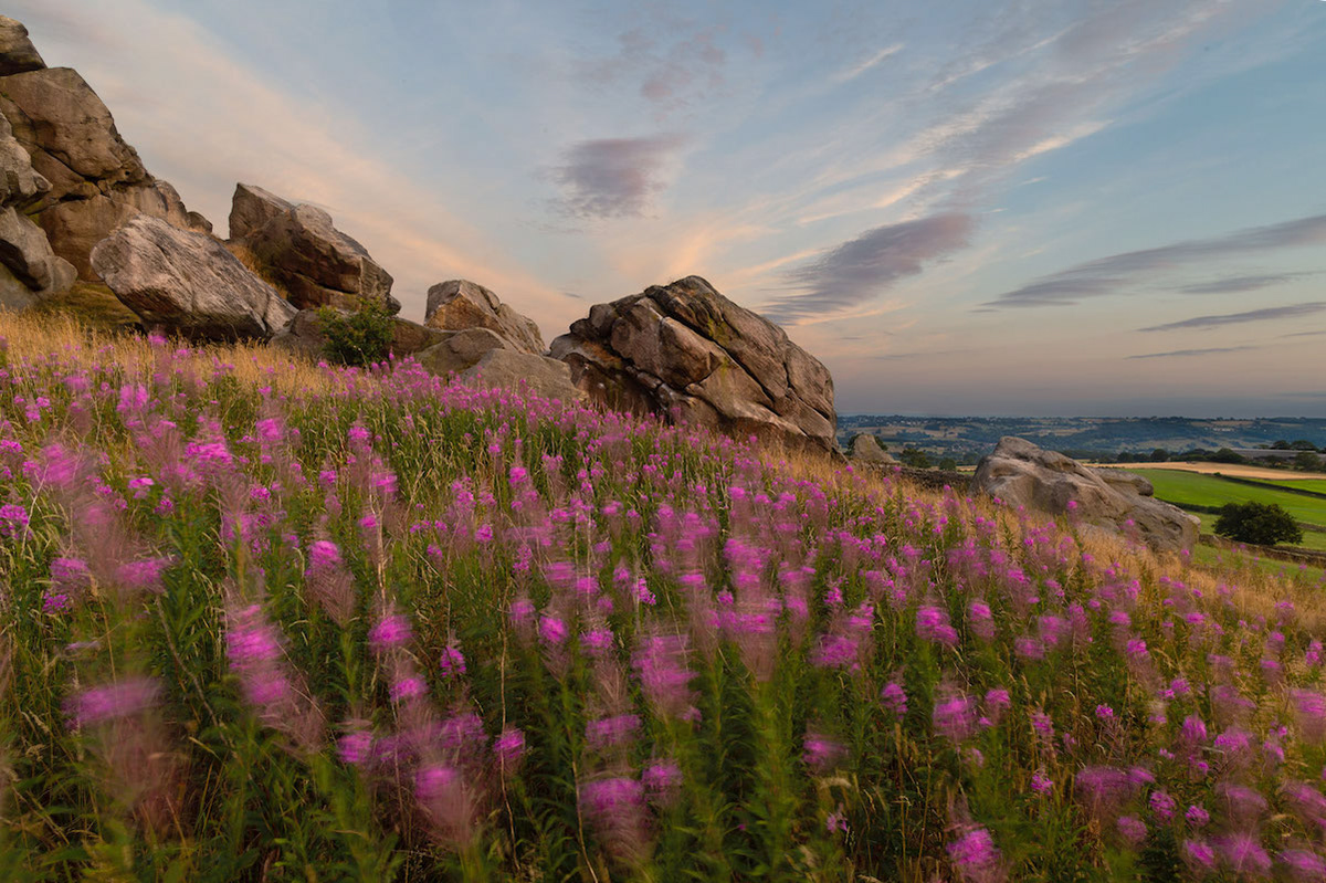 Almscliffe Rosebay