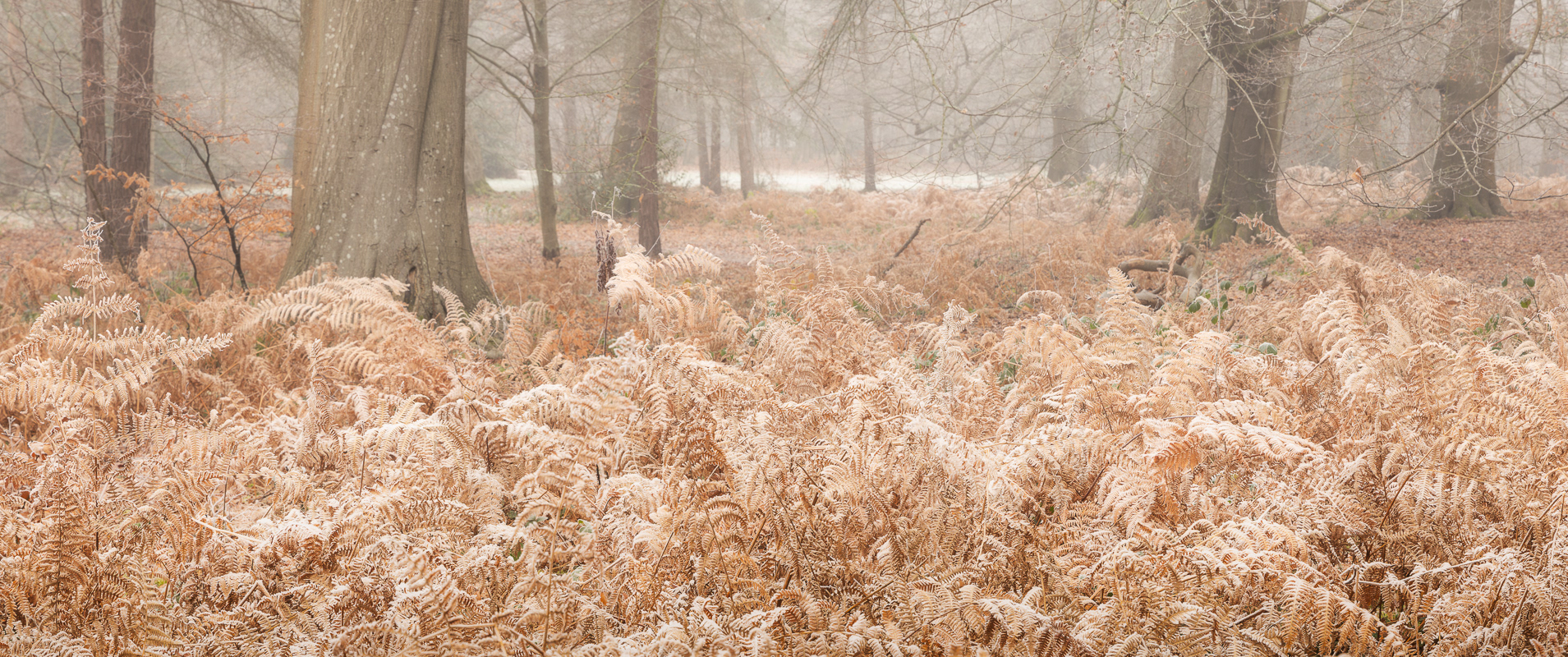 Frosty ferns
