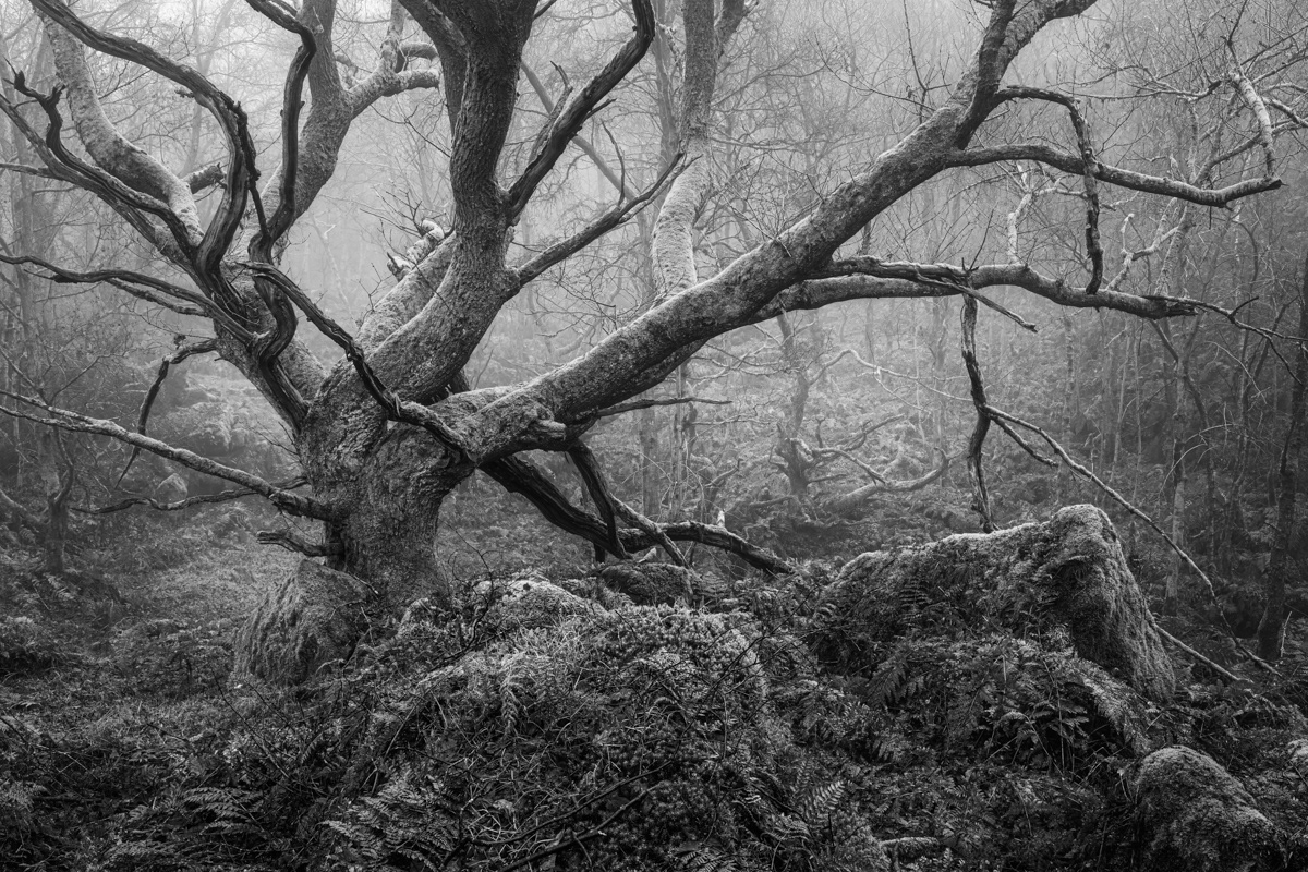 Wild Wood Mono