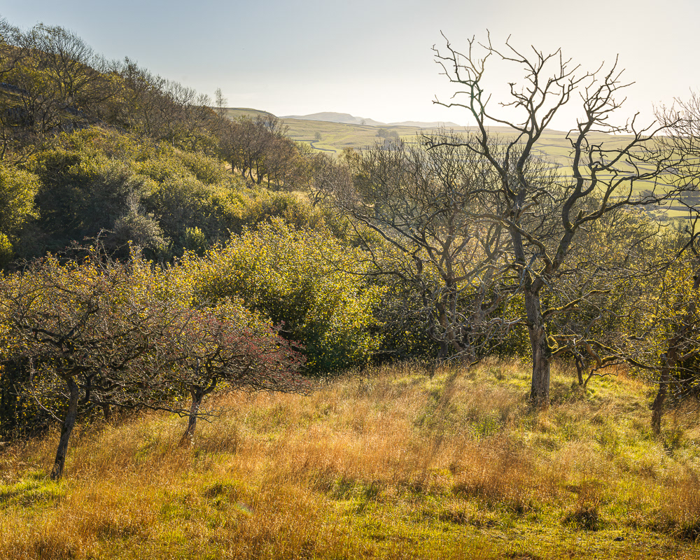 autumn sun in the dales