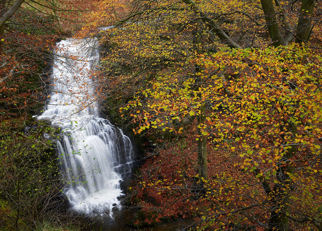 Scaleber force in autumn