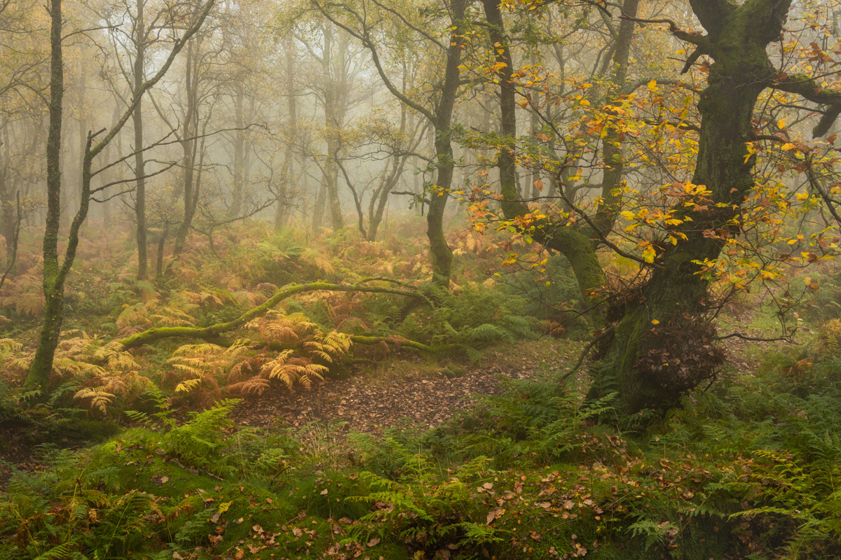 Golden Ferns