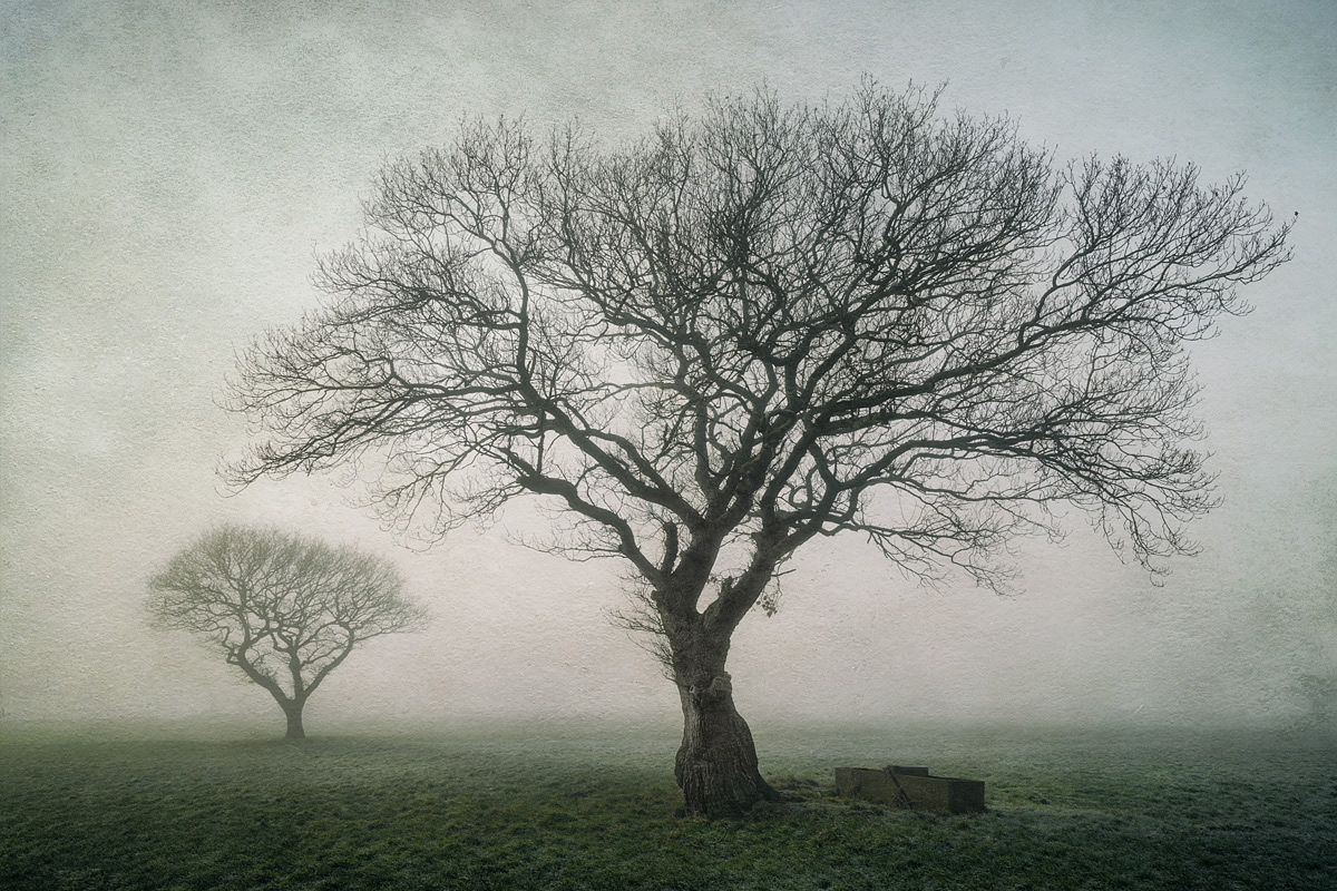 Two trees and a Trough