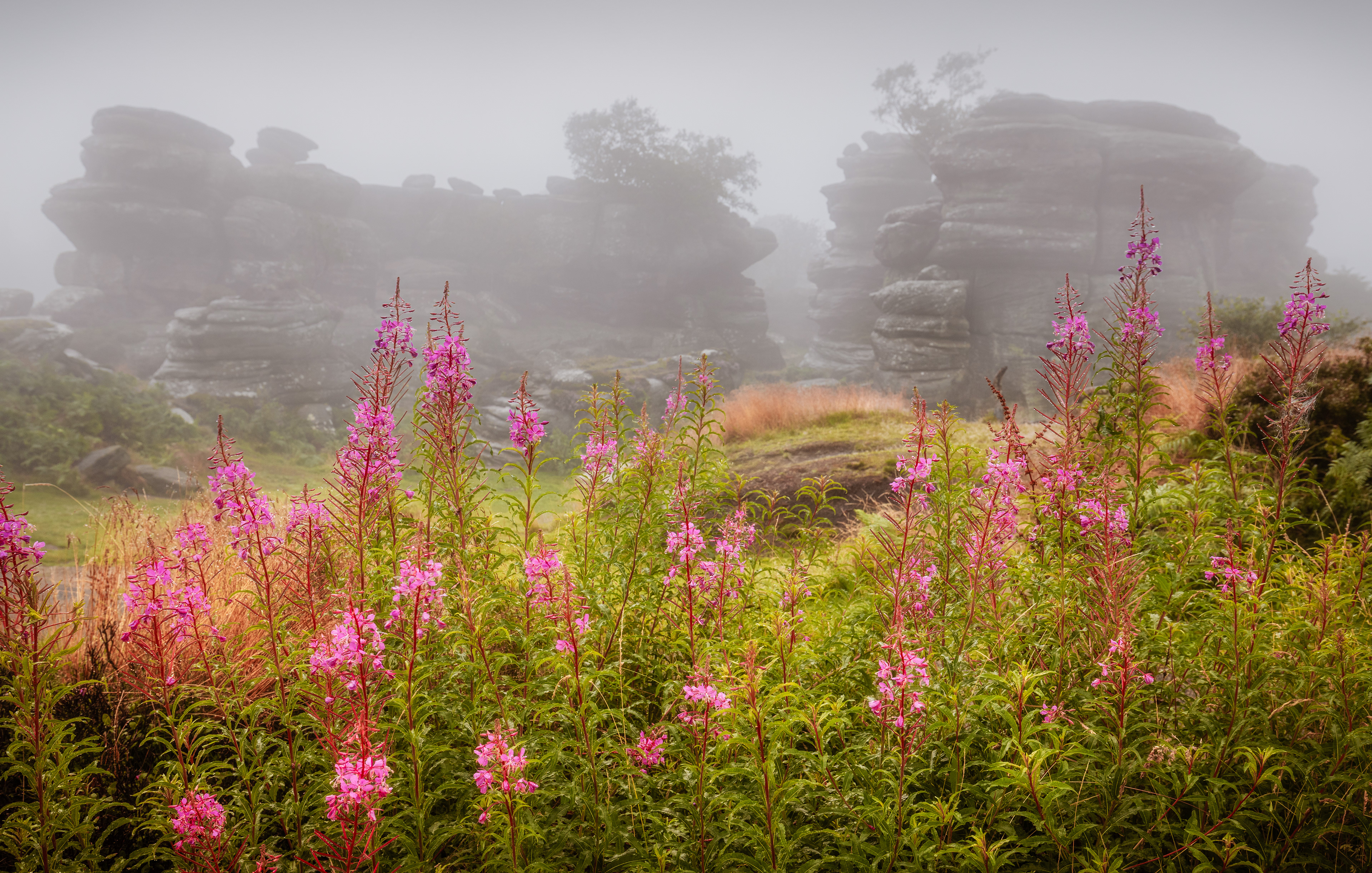 rosebay, brimham rocks